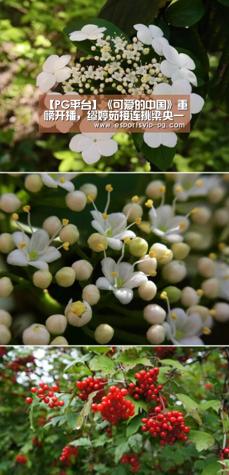 【PG平台】《可爱的中国》重磅开播,缪婷茹接连挑梁央一女主(图2) PG足球